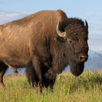 The Americas - a bison