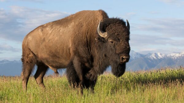 The Americas - a bison