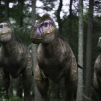 Walking with Dinosaurs - a trio of Albertosaurus