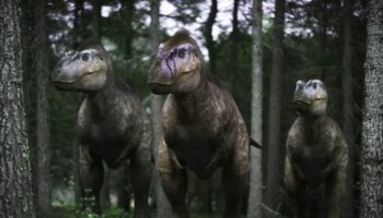 Walking with Dinosaurs - a trio of Albertosaurus