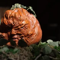 A deformed pumpkin head resembles a human face, it sits atop the soil