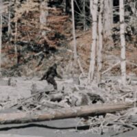Bigfoot, a character in Wildman